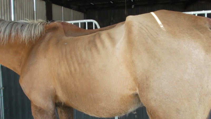 The court proceedings followed an investigation by Causeway Coast and Glens Borough Council’s Animal Welfare Officer who visited a field on the Boleran Road, Garvagh and found a number of horses to be in poor condition, with their ribs, spines and pelvic bones protruding.