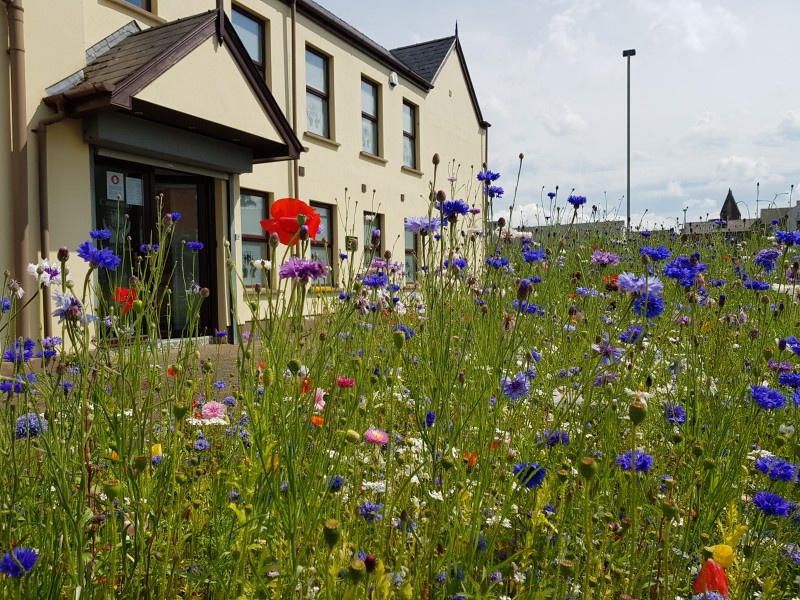 Wildflowers in bloom at Abbey Street in Coleraine