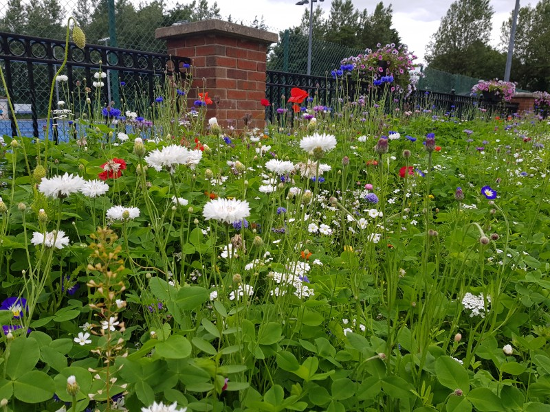 Wildflowers in bloom at Anderson Park in Coleraine