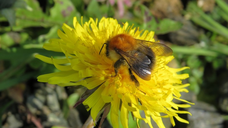 Changes to management allows the flowers to complete their full cycle and set their seeds for the next year, creating sustainable species-rich meadows containing wildflowers such as Dandelion and Common Carder