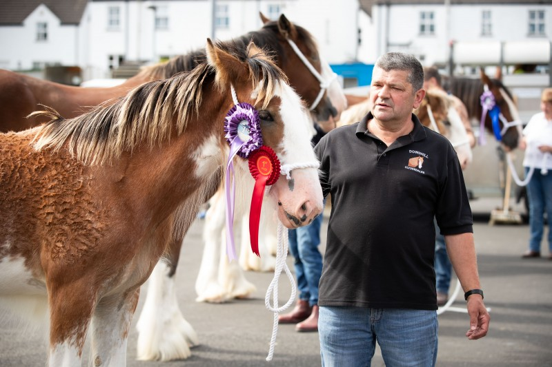 A man standing with a brown and white horse with winning rosettes at the Heavy Horse Show.