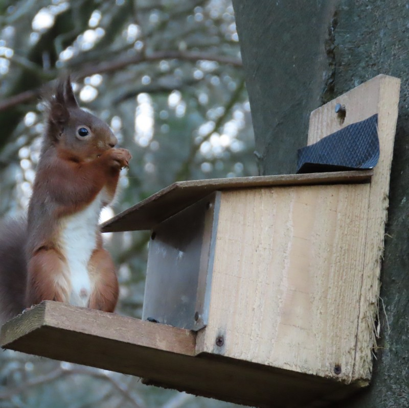 The Glens Red Squirrel Group is holding a number of events this month as part of the Squirreltober campaign.