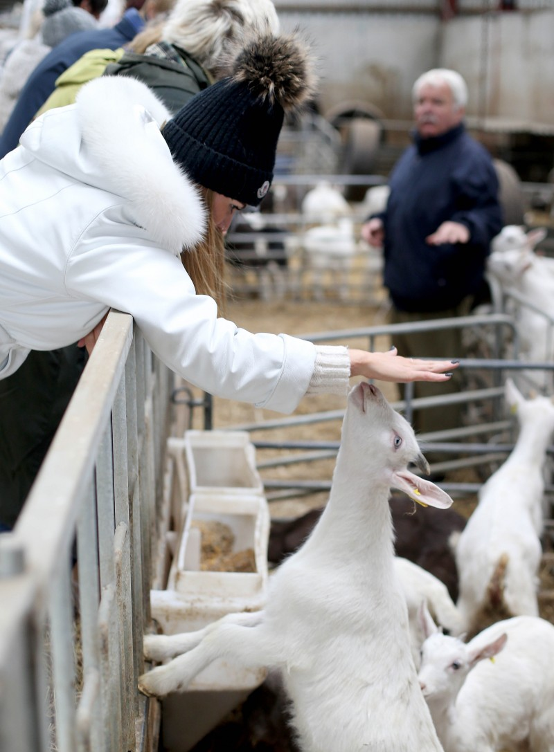 Meeting some of the goats at Broughgammon Farm.