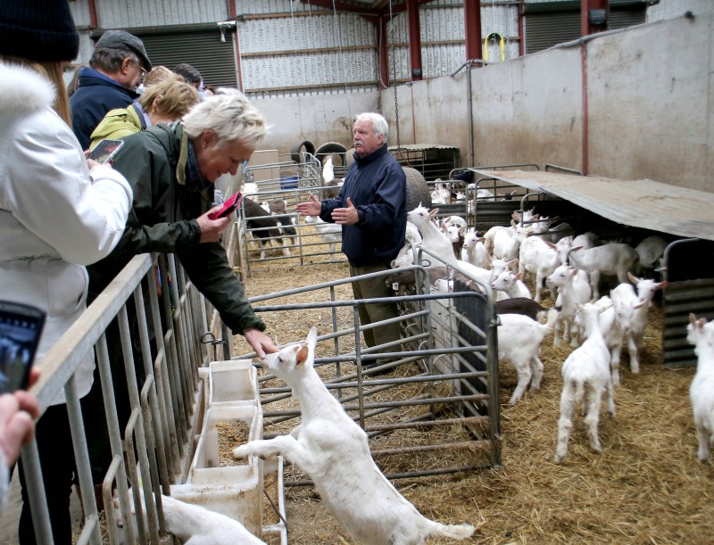 In the goat shed at Broughgammon Farm.