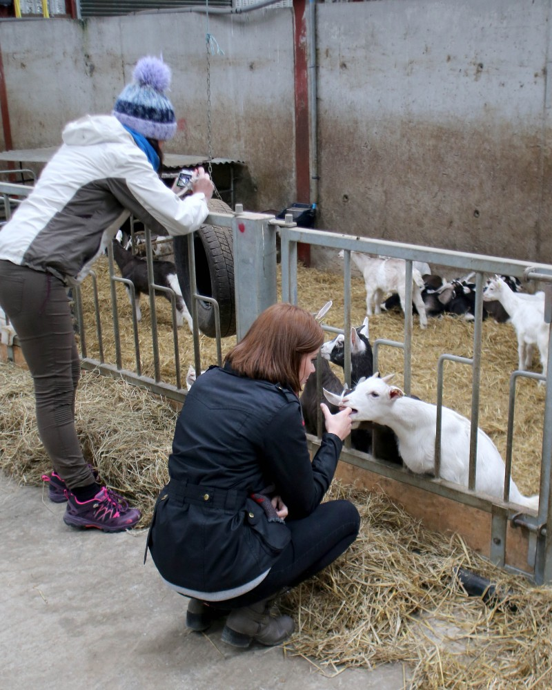 Meeting some of the goats at Broughgammon Farm.