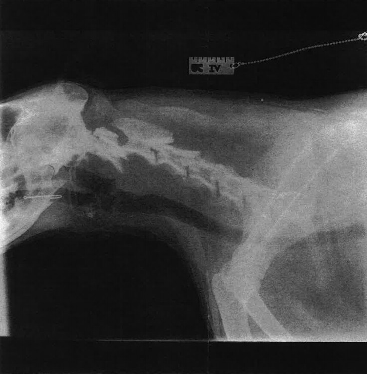 The embedded fish hook is visible in this X-ray of the dog before it was removed in an emergency surgical procedure