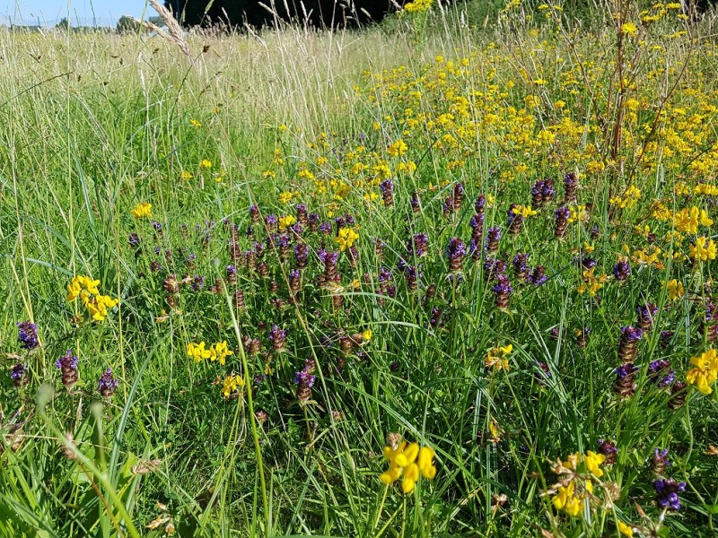 Roemills after  A beautiful display of grasses and wildflowers at Roemills Playing Fields, showcasing the benefits of Don’t Mow Let It Grow