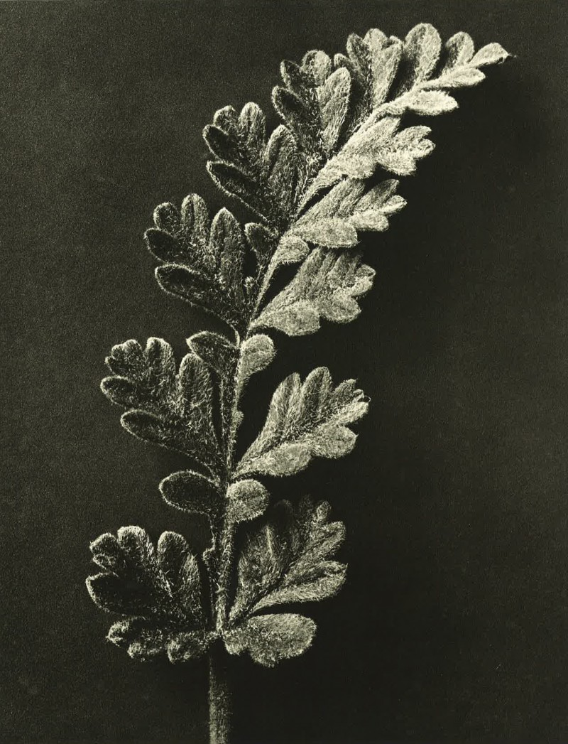 Picture credits All images part of ‘Wundergarten der Natur’, 1932 © Estate of Karl Blossfeldt Courtesy Hayward Gallery Touring