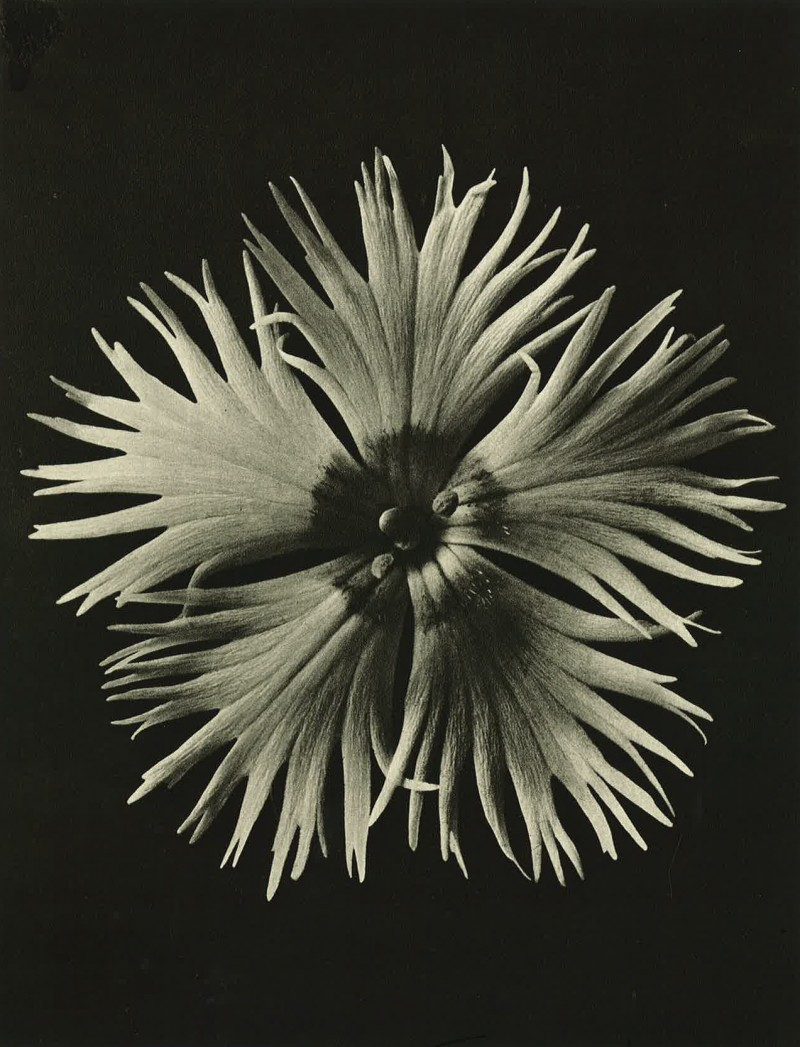 Picture credits All images part of ‘Wundergarten der Natur’, 1932 © Estate of Karl Blossfeldt Courtesy Hayward Gallery Touring