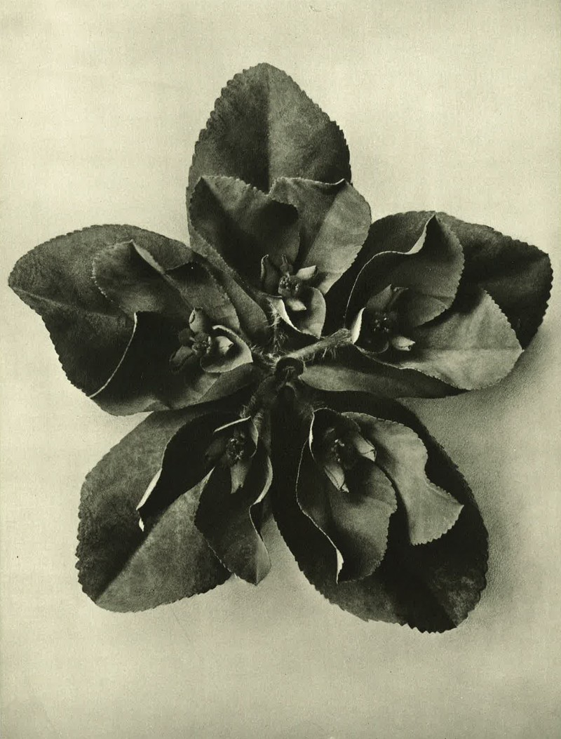 Picture credits All images part of ‘Wundergarten der Natur’, 1932 © Estate of Karl Blossfeldt Courtesy Hayward Gallery Touring