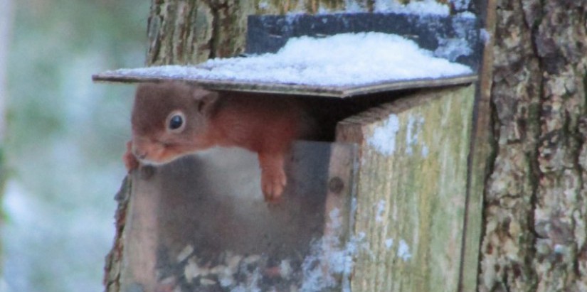 Red Squirel