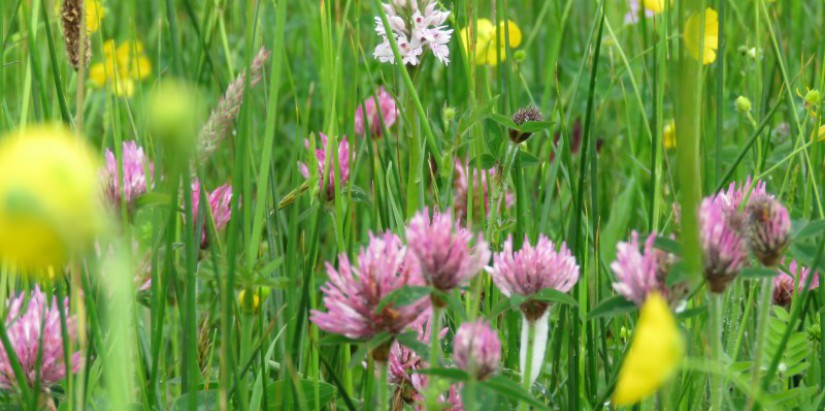 Wildflowers