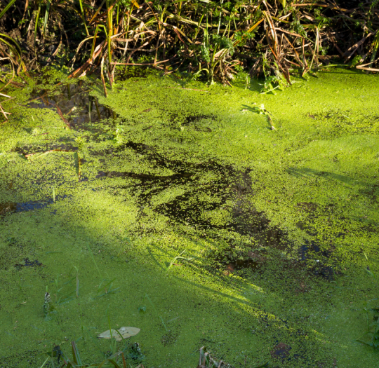 Image of Report Blue-Green Algae