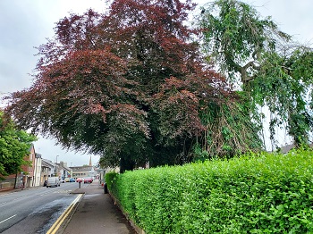Council’s Planning Department launch new Tree Preservation Order Interactive Map Viewer