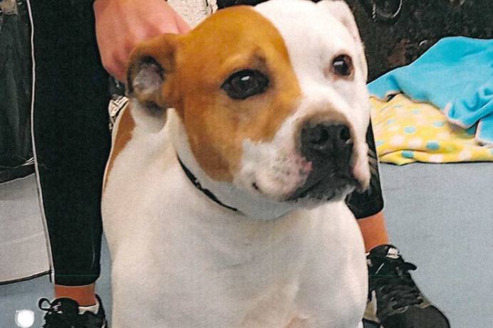 Man pleads guilty to causing unnecessary suffering to his two dogs