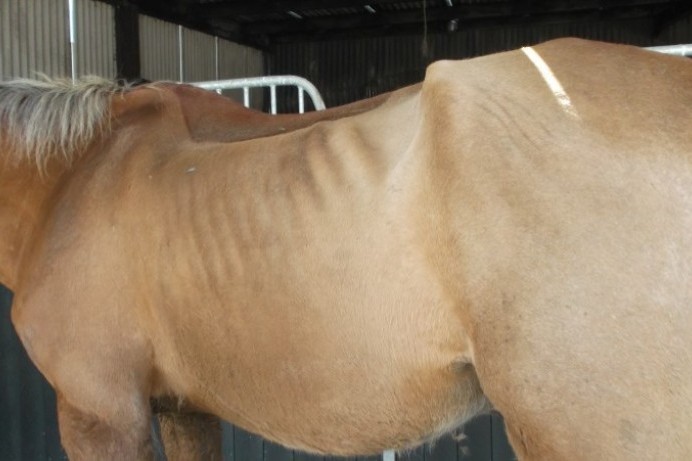 Man sentenced after pleading guilty to animal welfare offences