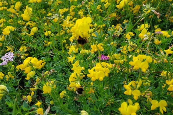 Wildflowers help nature bloom across the Borough