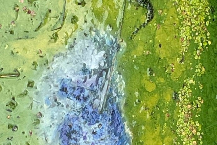 Council reminds beach and river users to be vigilant over blue-green algae this autumn/winter 
