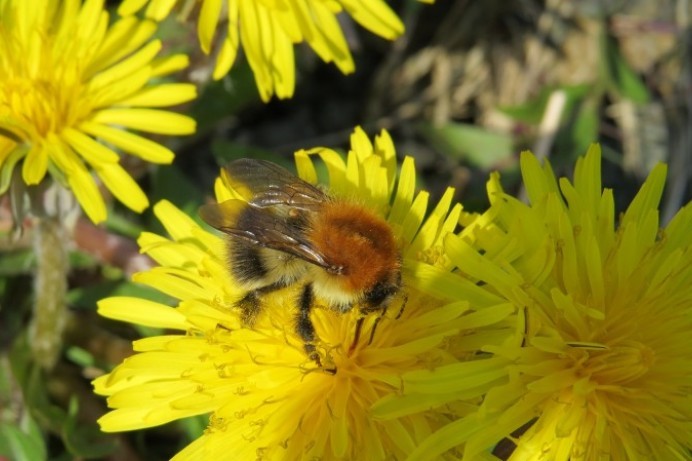 All-Ireland Pollinator Plan praise for Don’t Mow Let It Grow