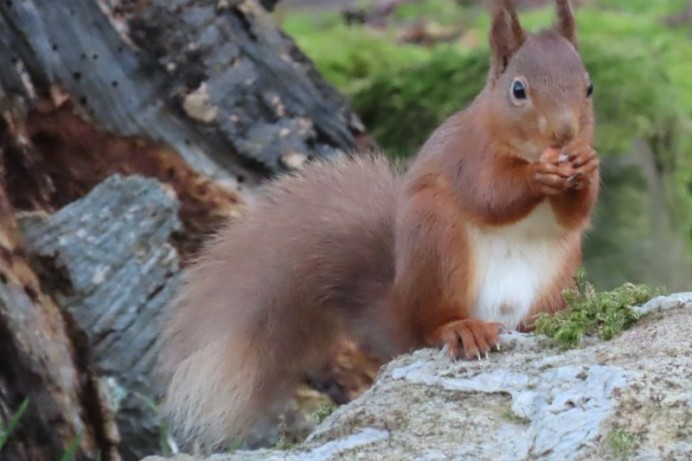 Glens Red Squirrel Group meets with the Mayor of Causeway Coast and Glens Borough Council