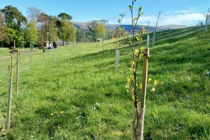 Council joins community groups in planting over 2300 trees to help protect woodland habitat